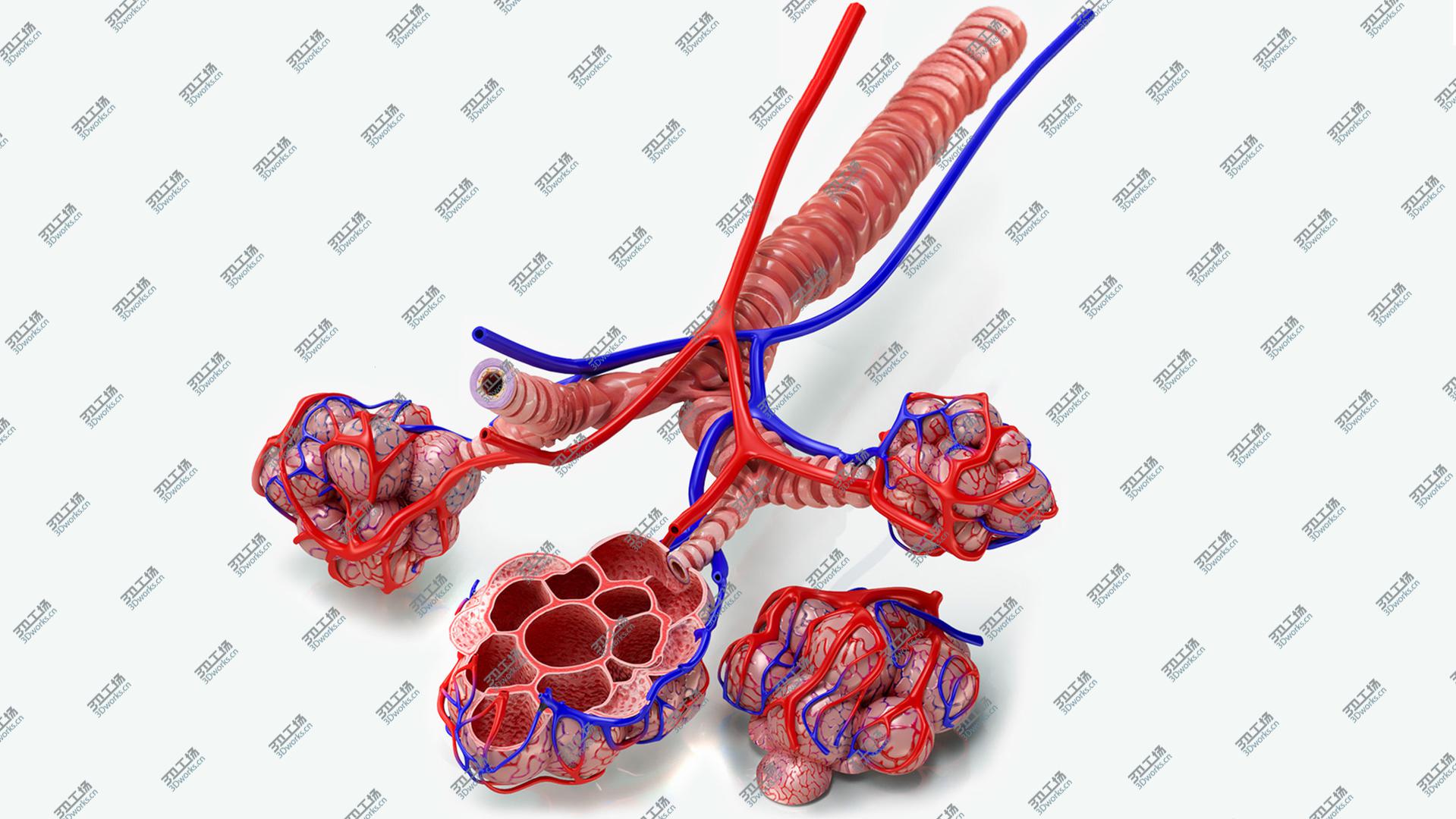 images/goods_img/2021040163/Bronchi Alveoli with Anatomical CrossSection 3D/1.jpg
